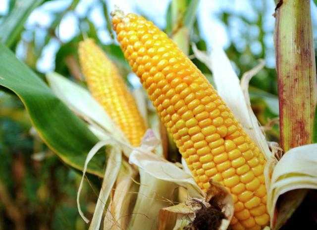 ارتفاع العقود الآجلة للذرة في بداية تعاملات بورصة شيكاغو اليوم الخميس
