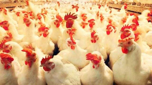 استقرار أسعار الدواجن و البيض بالسوق المحلي في عطلة نهاية الأسبوع