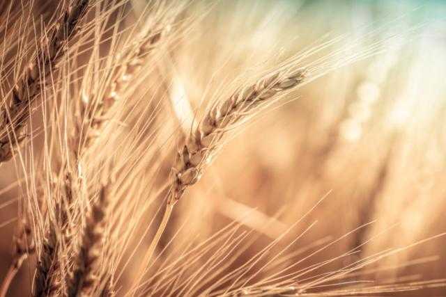 ارتفاع العقود الآجلة للقمح في بورصة شيكاغو اليوم الجمعة 6 أغسطس