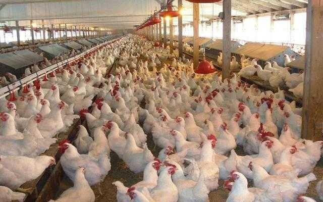 ارتفاع خسائر شركة «المصرية للدواجن» بنسبة 140% خلال النصف الأول من العام الجاري