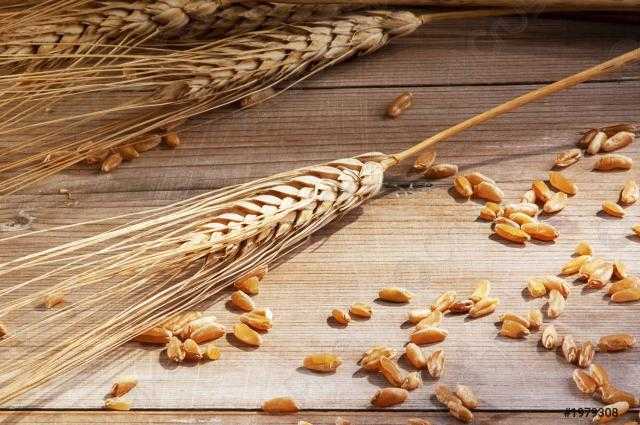 ارتفاع العقود الآجلة للقمح في بورصة شيكاغو اليوم الثلاثاء 10 أغسطس