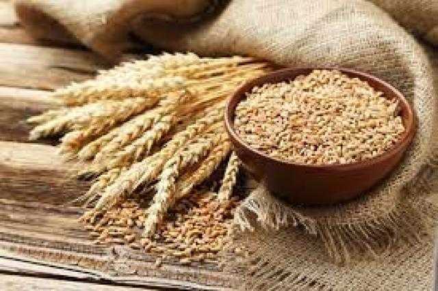ارتفاع العقود الآجلة للقمح في بورصة شيكاغو اليوم فى ظل مخاوف نقص الإمدادات العالمية