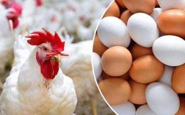 أسعار الدواجن والبيض الأحد 15 أغسطس 2021