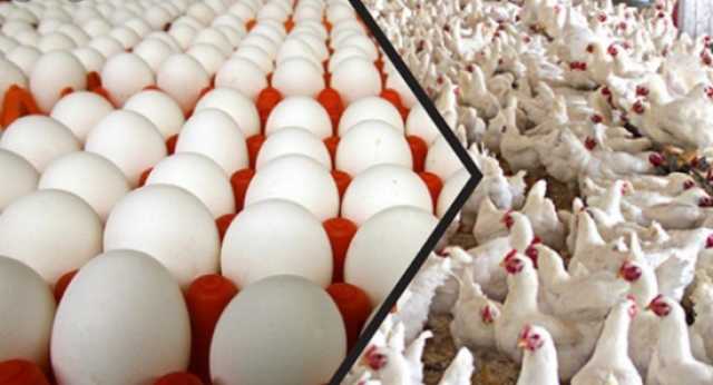 استقرار أسعار الدواجن والبيض في السوق المحلي ليوم الثلاثاء 17 أغسطس 2021