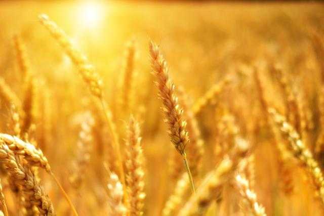 ارتفاع العقود الآجلة للقمح في بورصة شيكاغو اليوم  الثلاثاء 17 أغسطس