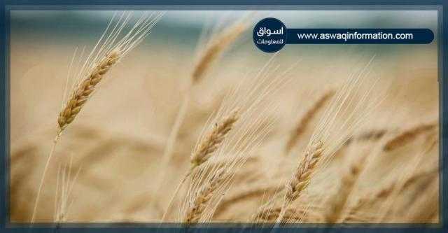 انخفاض العقود الآجلة للقمح في إغلاق تداول بورصة شيكاغو الثلاثاء بنسبة 3.42%