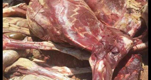«مباحث التموين»  تضبط أكثر من ألف قضية بينها 12 طن لحوم ودواجن فاسدة