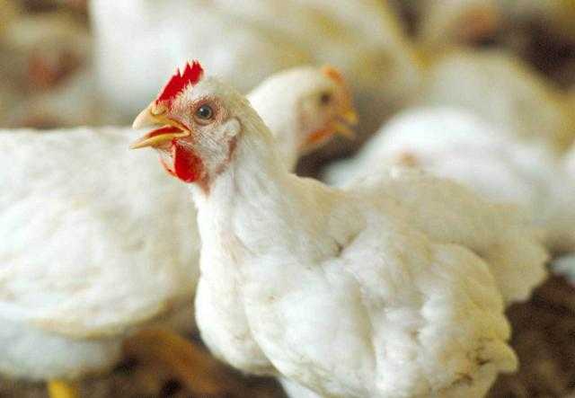 أسعار الدواجن والبيض بالسوق المحلي الأحد 22 أغسطس