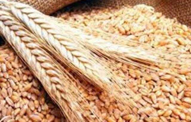ارتفاع العقود الآجلة للقمح في بورصة شيكاغو اليوم 23 أغسطس