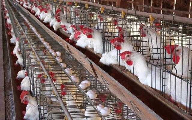 استقرار أسعار الدواجن وانخفاض البيض بالسوق المحلي اليوم الإثنين 23 أغسطس 2021