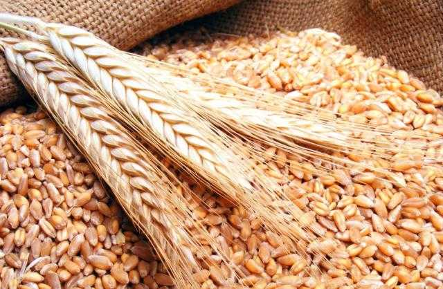 استمرار ارتفاع عقود القمح الآجلة في بورصة شيكاغو بسبب نقص الإمدادات العالمية