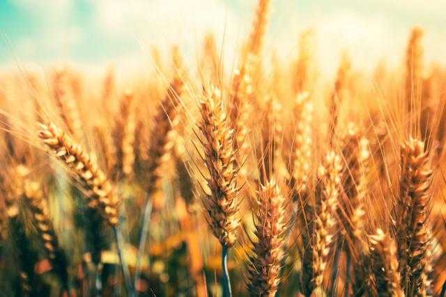 القمح ينخفض في بداية تعاملات بورصة شيكاغو اليوم 25 أغسطس