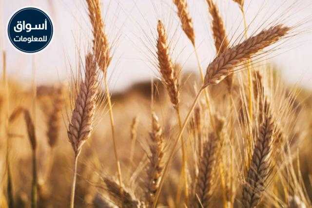 العقود الآجلة للقمح ترتفع ببورصة شيكاغو بنهاية تداولات الخميس 26 أغسطس 2021