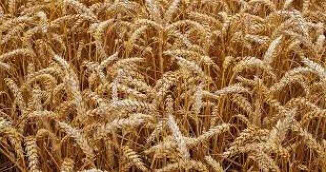 القمح ينخفض في بداية تعاملات بورصة شيكاغو اليوم 27 أغسطس