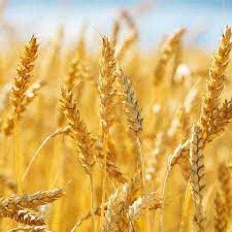 الهيئة العامة للسلع التموينية تعلن عن مناقصة عالمية لاستيراد القمح