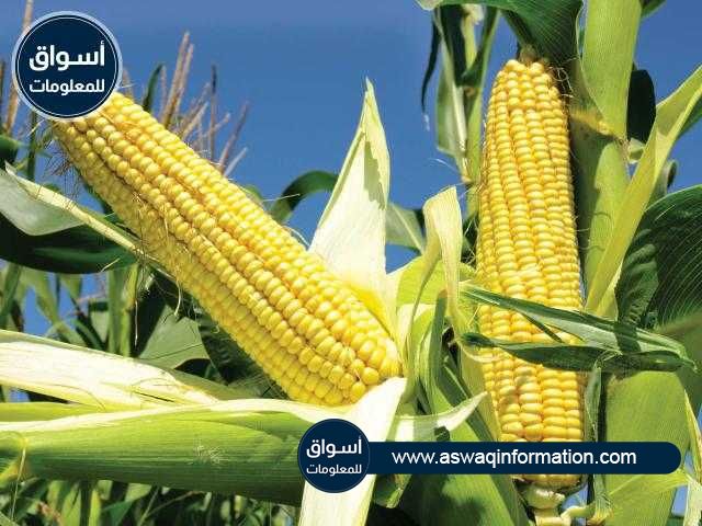 استمرار انخفاض العقود الآجلة للذرة في نهاية تعاملات الإثنين ببورصة شيكاغو