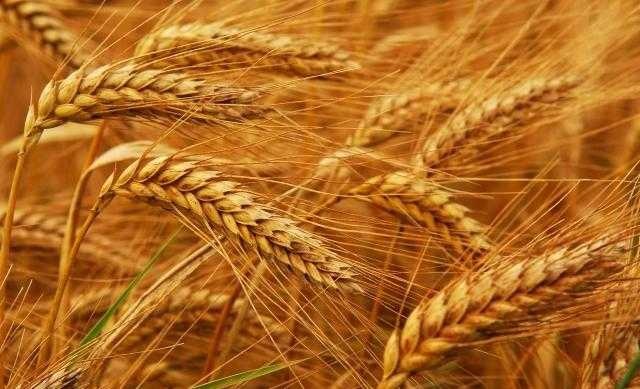 « BCR » الجفاف يؤثر على زراعة القمح في الأرجنتين خلال موسم 2020/21