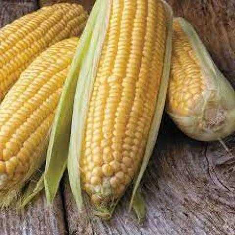 استمرار هبوط العقود الآجلة للذرة مع بداية تعاملات بورصة شيكاغو اليوم الثلاثاء