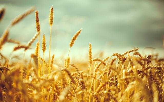 تراجع حاد لأسعار القمح في بداية تعاملات بورصة شيكاغو اليوم الثلاثاء