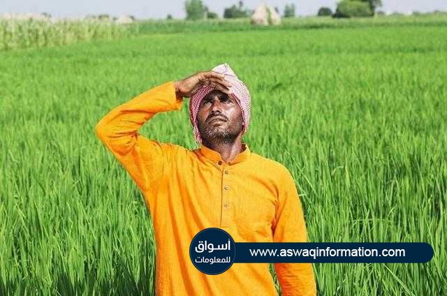 توقعات بارتفاع معدل هطول الأمطار علي المناطق الزراعية في الهند لشهر سبتمبر