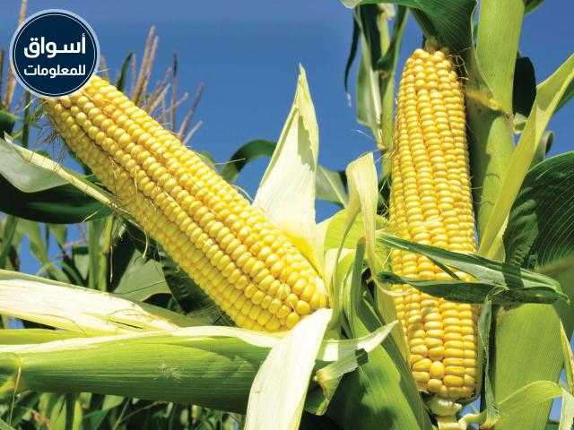استقرار أسعار الذرة بالسوق المحلي وانخفاضها عالميًا  ليوم الجمعة 3 سبتمبر 2021