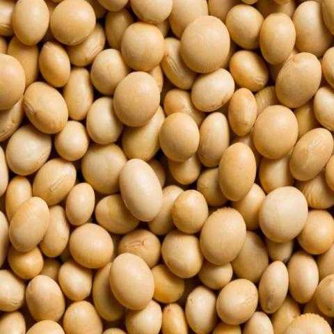 ارتفاع العقود الآجلة لفول الصويا بنحو 1% اليوم الجمعة في بورصة شيكاغو للتجارة