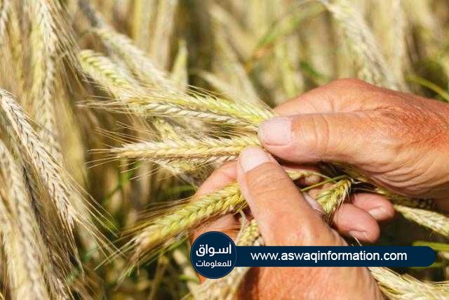 «بنسبة 59%» محصول القمح الفرنسي اللين لعام 2021 ضعيف الجودة