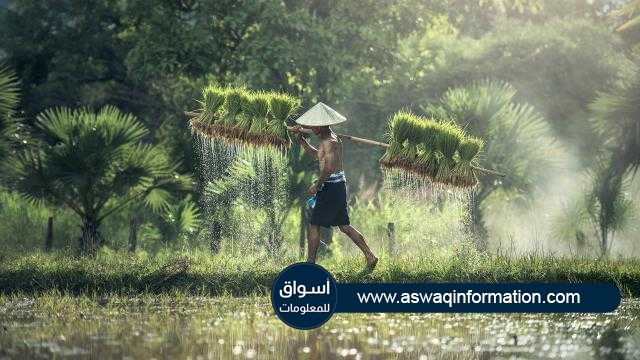 «آسيا» ارتفاع أسعار الأرز الهندي مع تراجعه في تايلاند