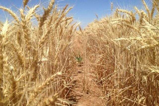 تعرف على.. خصائص القمح الأبيض الجديد في أستراليا
