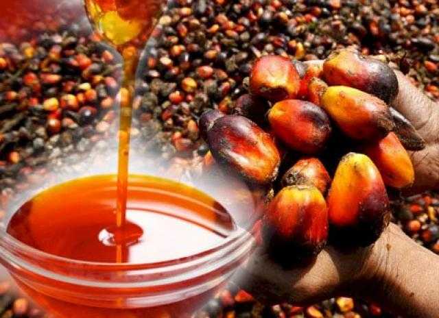 استقرار العقود الآجلة لزيت النخيل عند 1187.50 دولار للطن اليوم الخميس 9 سبتمبر 2021