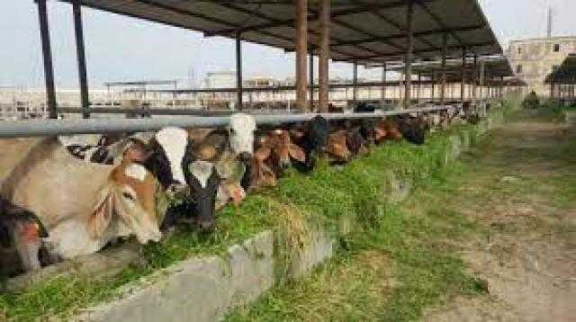 الإدارات البيطرية بالوادي الجديد تواصل ندواتها التوعوية بأمراض الثروة الحيوانية