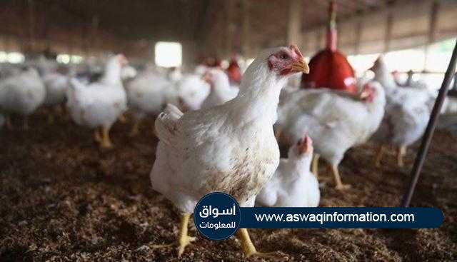 أسعار الدواجن البيضاء تستقر عند 25 جنيه في المزرعة و 31 لدي المستهلك