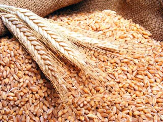 ”السعودية للحبوب“ تشتري 382 ألف طن من القمح في مناقصة دولية