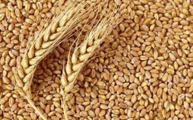انتعاش تشهده عقود القمح الآجلة في بداية تعاملات الثلاثاء ببورصة شيكاغو