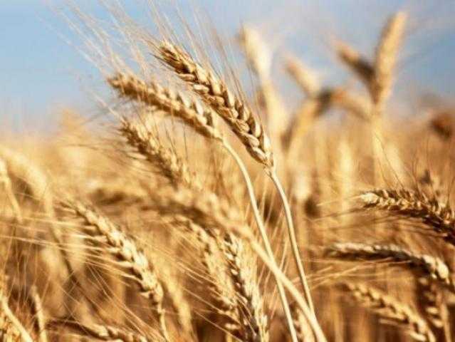 عقود القمح الآجلة ترتفع بنحو 1.56% في ختام التداولات ببورصة شيكاغو