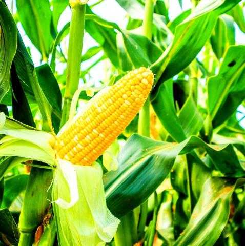 الذرة تواصل خسائرها في أوائل هذا الأسبوع بأكثر من 1% ببدايات جلسة شيكاغو