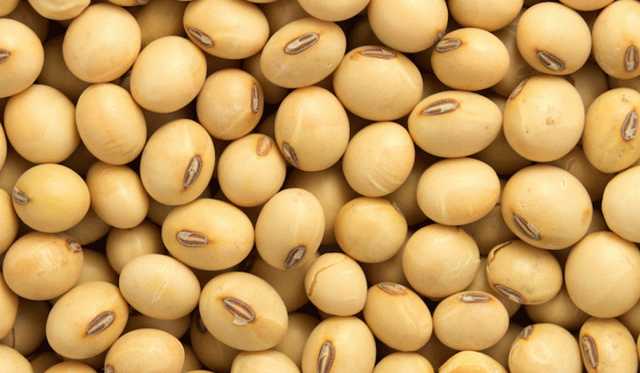 بذرة الصويا تواصل الانخفاض عند تسوية تداولات الإثنين ببورصة شيكاغو
