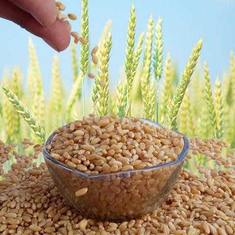 عقود القمح الآجلة تتراجع بافتتاح بورصة شيكاغو اليوم الثلاثاء