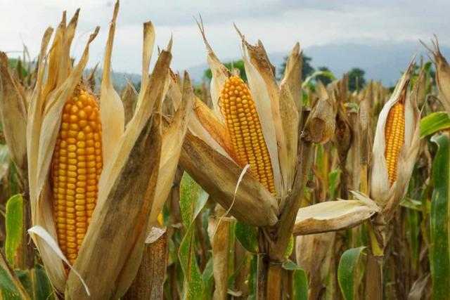 العقود الآجلة للذرة تنخفض بنحو 1% في بداية تعاملات اليوم الثلاثاء