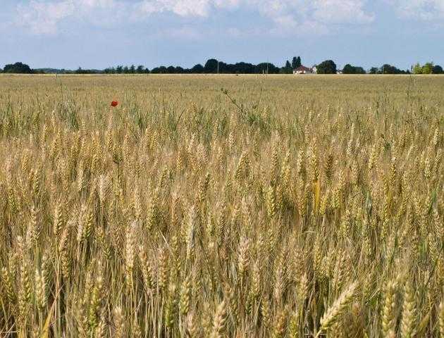 SovEcon : ترفع توقعاتها لإنتاج القمح الروسي إلى 75.6 مليون طن خلال 2021
