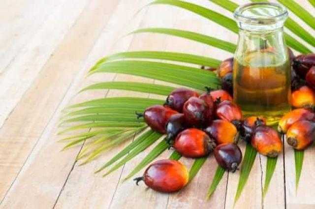 ارتفاع العقود الآجلة لزيت النخيل لتسجل 1172.50 دولار للطن في بورصة ماليزيا