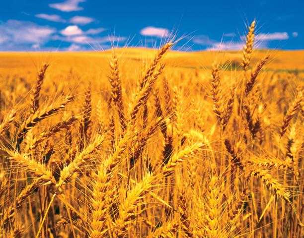 ارتفاع العقود الآجلة للقمح ببورصة شيكاغو بأغلاق اليوم الأربعاء