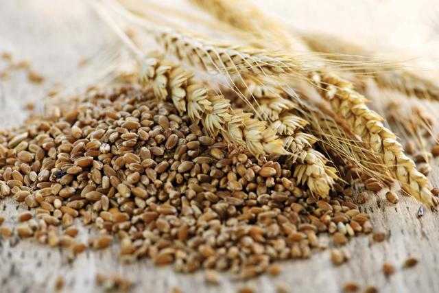 عقود القمح الآجلة في بورصة شيكاغو تحقق زيادة طفيفة ببداية تداولات اليوم