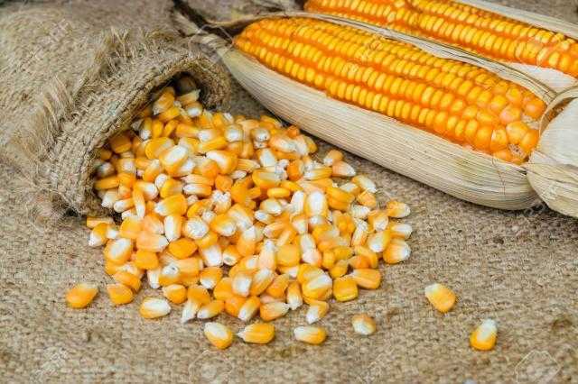 تراجع العقود الآجلة للذرة في افتتاح جلسة نهاية الأسبوع ببورصة شيكاغو