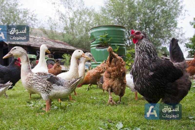 الكويت تحظر استيراد لحوم الطيور من 14 ولاية أمريكية لهذا السبب