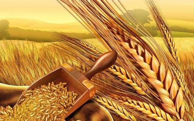 أسعار القمح ترتفع 50 جنيهًا في الطن بالسوق المحلي اليوم