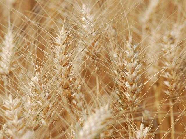 ارتفاع عقود القمح الآجلة بافتتاح تداولات الأربعاء  في بورصة شيكاغو