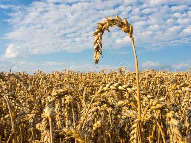 استقرار أسعار القمح محلياً وارتفاعه عالمياً السبت 2 أكتوبر 2021