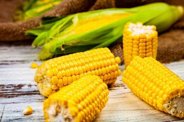 أسعار الذرة تستقر في السوق المحلي اليوم بعد ارتفاعها أمس