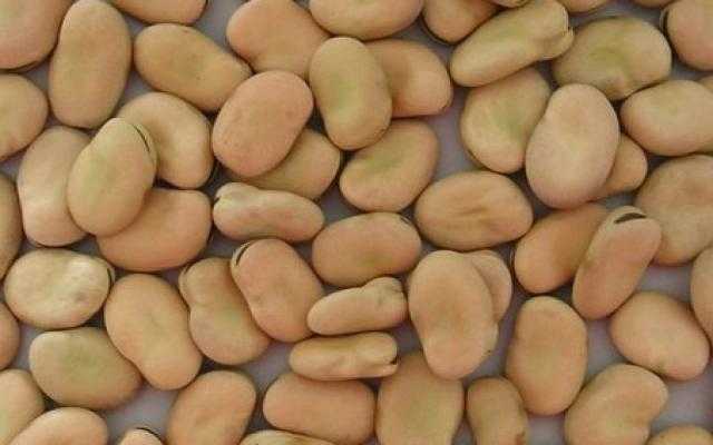استقرار أسعار الفول اليوم الإثنين 4 أكتوبر في السوق المحلي